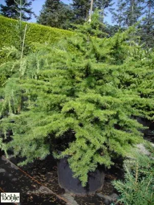 Produktbild von Cedrus libani Nana - zwergige Libanonzeder - 30-40