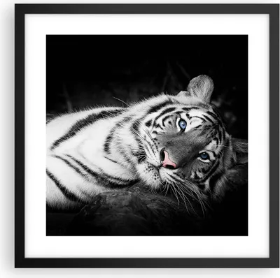 Produktbild von Gerahmtes Poster - Schwarzer Rahmen - Weiß Tiger Schwarz und Weiß - 40x40 cm - Wand Bild - Wanddeko - Wandbilder - Wandposter - Bilderrahmen - Bilder - Kunstdruck - Wandbild - P2BAC40x40-4247