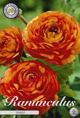 Artikelbild 2 von 'Ranunkel Orange (10 Stück)' aus der Kategorie Hahnenfußrhizome