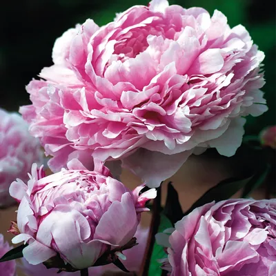 Produktbild von Päonie Paeonia Pfingstrose Blumen Rhizom Staude Päonie Sarah Bernhardt 1 St.