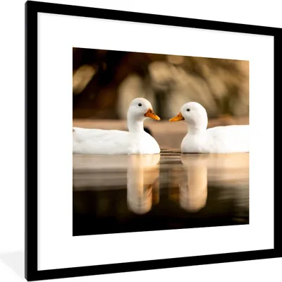 Produktbild von MuchoWow® Gerahmtes Poster Ente - Weiß - Tiere - Wasser - Vogel - Enten 40x40 cm - Poster mit Schwarzem Bilderrahmen Wandposter Rahmen Foto Bilder - Poster - Plakat im Rahmen