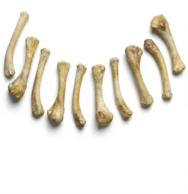 Produktbild von Knochenset aus Gießharz - Hühnerbeine (10 Stk.)