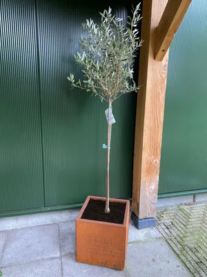 Image de Bac à plantes - Bac à fleurs en acier corten 40 x 40 x 40 cm - Par pièce