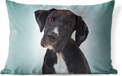 Produktbild von MuchoWow® Outdoor Kissen - Süßer schwarzer und weißer Hund - 60x40 cm - Wetterfest - Lounge Kissen - Zierkissen - Kissen für Innenräume