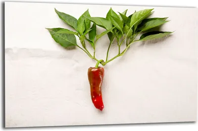 Zdjęcie produktu dla Nakładka na płytę grzewczą Ceramiczna nakładka na płytę grzewczą szkło 80x52 Chilli