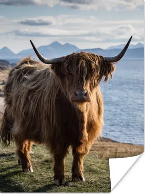 Produktbild von MuchoWow® Poster Schottische Highlander - Bergen - Meer 60x80 cm - Schlafzimmer Dekoration
