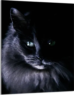 Produktbild von Herdabdeckplatte 40x52 Glaskeramikkochfeld Abdeckung Spritzschutz Glasplatte Deko Schneidebrett, Katze Schwarz