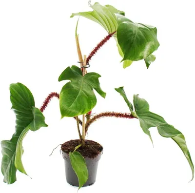 Productafbeelding van JUNAVERA Philodendron squamiferum | terrariumplant en kamerplant | 12 cm pot | 30 cm hoog