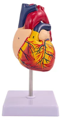 Produktbild von Anatomisches Herzmodell im Maßstab 1:1 in Lebensgröße, medizinisch-kardiovaskulär, 2-teilig
