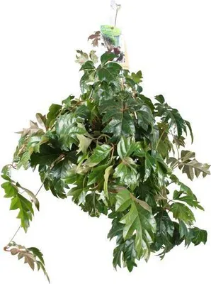 Obrázek produktu pro Pokojička Cissus rhombifolia Ellen Danica, průměr 17 cm, výška 70 cm, nenáročná popínavá rostlina