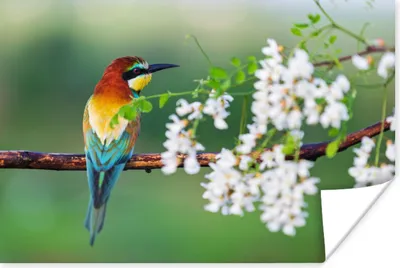 Produktbild von MuchoWow® Poster Vogel - Bienenfresser - Blumen 120x80 cm - Bilder