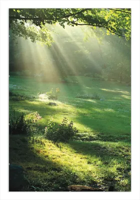 Produktbild von Wallario Wandbild Sonnenstrahlen im Wald, Größe: 61 x 91,5 cm, Poster mit rahmenlosen Bildhalter
