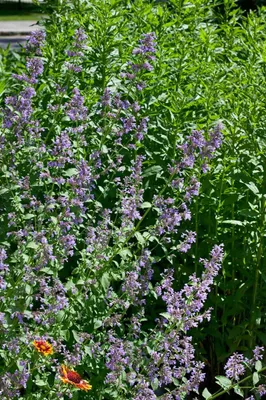 Zdjęcie produktu dla Nepeta grandiflora 'Zinser's Giant', Katzenminze, blau, ok. 9x9 cm Topf