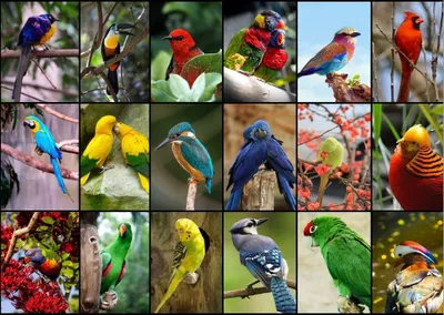 Immagine prodotto di Puzzle GRAFIKA Gli uccelli più belli del mondo 1500 pezzi
