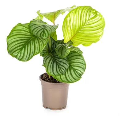 Zdjęcie produktu dla Calathea orbifolia - 40-50cm - Ø17cm - Roślina doniczkowa - Zimozielony