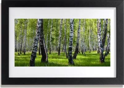 Produktbild von Bild 30x20 MDF-Rahmen Wandkunst Wald Bäume Natur