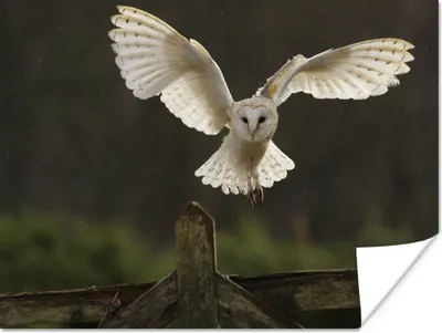 Produktbild von MuchoWow® Poster Fliegende Schleiereule 40x30 cm - Plakate für die Wände - Poster Wohnzimmer