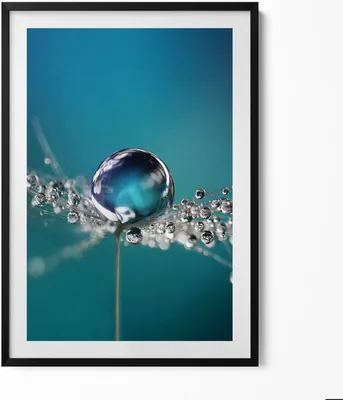 Produktbild von Ein Tautropfen auf einer Schmeißfliege– Wandbild mit Rahmen – Gerahmtes Bild  – Wanddekoration – 70x100 cm –  Schwarz Rahmen