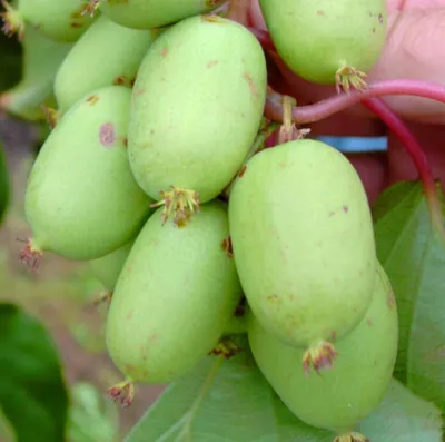 Produktbild von Vitikiwi ® Mini-Kiwi im 3,5 Liter Topf