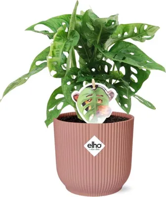 Zdjęcie produktu dla Liść okienny - Monstera 'Monkey Leaf' w doniczce Vibes Fold 14 cm - Roślina domowa w ozdobnej doniczce z różą - Łatwa w pielęgnacji i oczyszczająca powietrze - Tropikalny styl do pomieszczeń mieszkalnych
