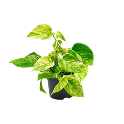 Produktbild von Epipremnum Marmorkönigin