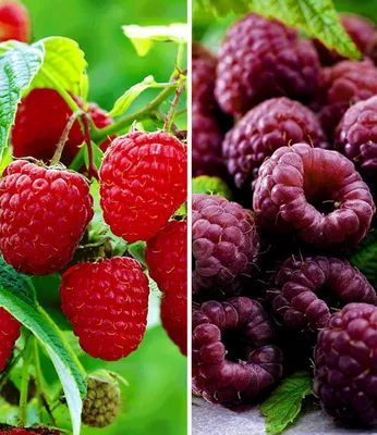 A split image showing two types of raspberries: red raspberries on the left and dark purple raspberries on the right.