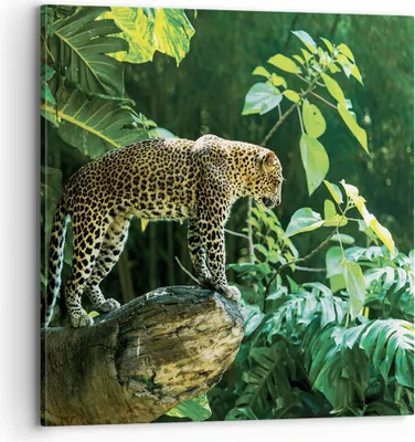 Produktbild von Bild auf Leinwand - Leinwandbild - Einteilig - Dschungel Leopard Panther - 70x70cm - Wand Bild - Wanddeko - Wandbilder - Leinwanddruck - Bilder - Wanddekoration - Leinwand bilder - AC70x70-4502