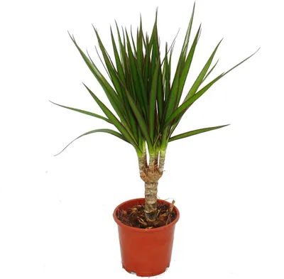 Zdjęcie produktu dla Smocze drzewo - Dracaena marginata - 3 rosliny - latwa w pielegnacji roslina doniczkowa - palma