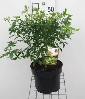 Obrázok produktu pre Choisya ternata - Orangenblume 40- 50 cm Kontajner