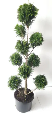 Produktbild von Gartenbonsai Thuja ‘Martin’ 140–150 cm – immergrün, winterhart, Formschnitt Bonsai, Konifere für Garten & Terrasse