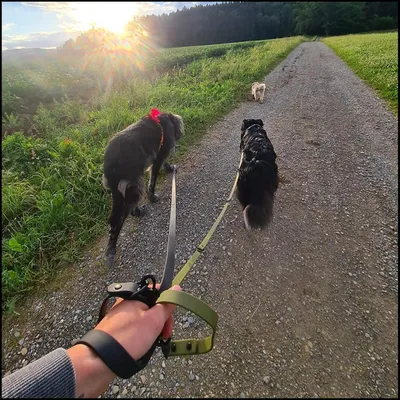 Produktbild von Verstellbare Hundeleine für kleine und mittelgroße Hunde - Leicht, Multifunktional, Langlebig