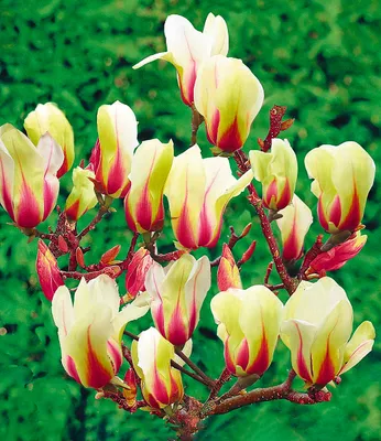 A close-up of a flowering magnolia branch with multiple blooms.