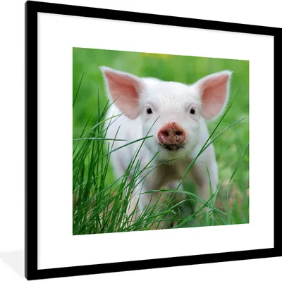 Produktbild von MuchoWow® Gerahmtes Poster Schwein - Tiere - Groß 40x40 cm - Poster mit Schwarzem Bilderrahmen Wandposter Rahmen Foto Bilder - Poster - Plakat im Rahmen