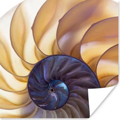 Produktbild von MuchoWow® Poster Muschel - Blau - Meer 50x50 cm - Wohnzimmerdekoration