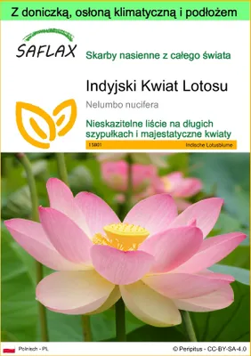 Zdjęcie produktu dla SAFLAX - Garden to go - Indyjski Kwiat Lotosu - 8 Nasiona - Z doniczką, pokrywą klimatyczną i podłożem do uprawy - Nelumbo nucifera