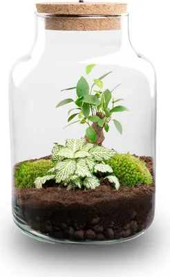 Produktbild von Flaschengarten - Little Milky + Lampe - Ökosystem mit Pflanzen im Glas - ↑ 25 cm