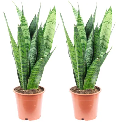 Produktbild von 2er-Set Sansevieria 'Black Coral' – Pflegeleichter Bogenhanf, ca. 30 cm hoch, Topf-Ø 12 cm