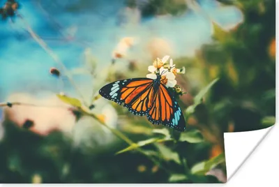 Produktbild von MuchoWow® Poster Schmetterling - Blumen - Garten 120x80 cm - Bilder