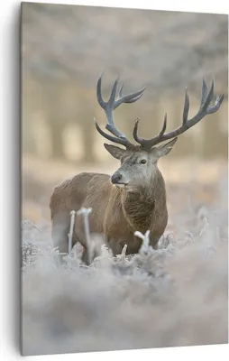 Produktbild von Bild auf Leinwand - Leinwandbild - Einteilig - Hirsch Wald Natur - 80x120cm - Wand Bild - Wanddeko - Wandbilder - Leinwanddruck - Wanddekoration - Leinwand bilder - Wandbild - PA80x120-3744