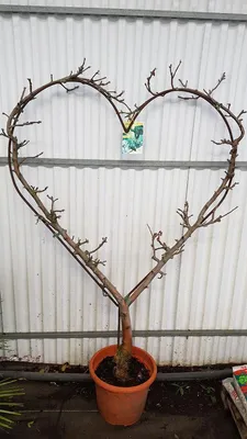 Image de Malus domestica 'Reine des Reinettes' / Pommier PALLICOEUR® Reine des Reinettes