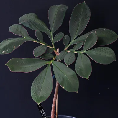 Produktbild von Aronstab (Amorphophallus atroviridis) - 1 gekeimter Samen