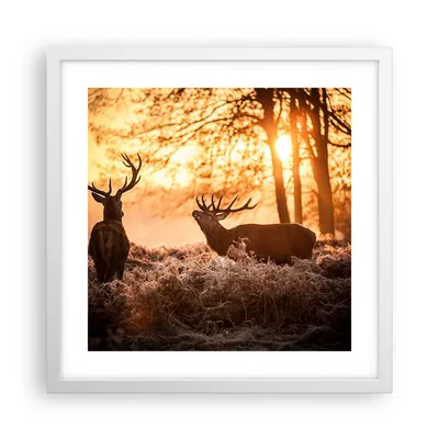 Produktbild von Gerahmtes Poster - Weißer Rahmen - Deer Heidekraut Tier - 40x40 cm - Wand Bild - Wanddeko - Wandbilder - Kunstposter - Wandposter - Bilderrahmen - Bilder - Kunstdruck - Wandbild - P2WAC40x40-3043