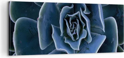 Produktbild von Bild auf Leinwand - Leinwandbild - Einteilig - Blau Kaktus Blume - 100x40cm - Wand Bild - Wanddeko - Wandbilder - Leinwanddruck - Bilder - Wanddekoration - Leinwand bilder - Wandbild - AB100x40-5008
