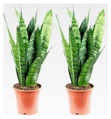 Produktbild von 2er-Set Bogenhanf - pflegeleichte Zimmerpflanze, Sansevieria trifasciata Black Coral - Höhe ca. 35 cm, Topf-Ø 12 cm