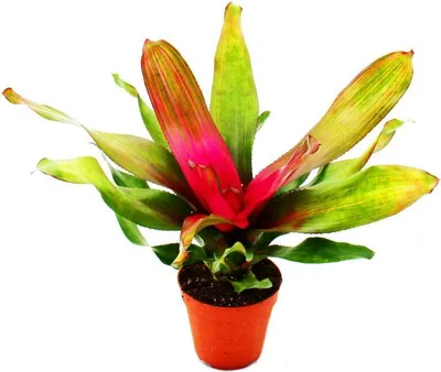 Obrázok produktu pre Hniezdo Ananás - Neoregelia "Donna" - Bromélia v nádherných farbách - 12cm kvetinác - zelená s ružovým stredom