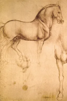 Zdjęcie produktu dla Leonardo Da Vinci Kunstdruck Bild - Pferdestudie, 1493-1494 (120 x 80 cm)