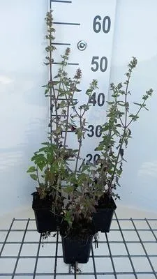 Produktbild von 6 x  Nepeta cataria 'Citriodora' - Katzenminze - Topf 9 x 9 cm