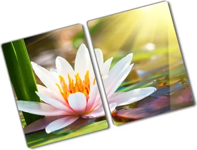 Produktbild von Tulup Glas Herdabdeckplatte - 2x40x52 cm - Glaskeramikkochfeld-Abdeckung Spritzschutz Glasabdeckplatte Kochplattenabdeckung und Schneidebrett - Zweiteilig - Blumen & Pflanzen - Seerose - Mehrfarbig