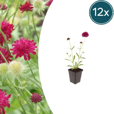 Zdjęcie produktu dla Knautia macedonica | 12 sztuk - 10-25cm - Ø9cm - Roślina ogrodowa