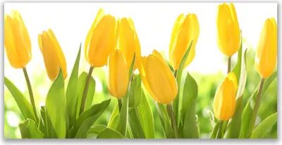 Produktbild von Acrylglasbilder 120x60 Wandbild Druck Tulpen Pflanzen